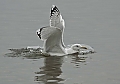 Vorschaubild Steppenmöwe Vorschaubild Steppenmöwe