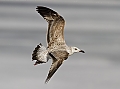 Vorschaubild Steppenmöwe Vorschaubild Steppenmöwe
