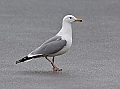 Vorschaubild Steppenmöwe Vorschaubild Steppenmöwe