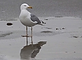 Vorschaubild Steppenmöwe Vorschaubild Steppenmöwe
