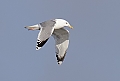 Vorschaubild Steppenmöwe Vorschaubild Steppenmöwe