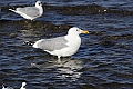 Vorschaubild Steppenmöwe Vorschaubild Steppenmöwe