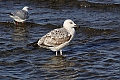 Vorschaubild Steppenmöwe Vorschaubild Steppenmöwe