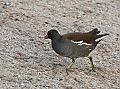 Vorschaubild Teichhuhn