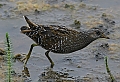 Vorschaubild Tüpfelsumpfhuhn