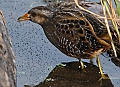 Vorschaubild Tüpfelsumpfhuhn
