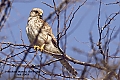 Vorschaubild Turmfalke