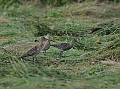 Vorschaubild Uferschnepfe