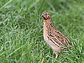 Vorschaubild Wachtel