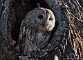 Vorschaubild Waldkauz