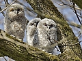 Vorschaubild Waldkauz