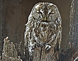 Vorschaubild Waldkauz