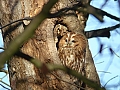 Vorschaubild Waldkauz