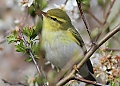 Vorschaubild Waldlaubsänger