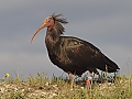 Vorschaubild Waldrapp