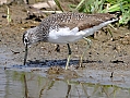 Vorschaubild Waldwasserläufer