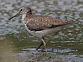 Vorschaubild Waldwasserläufer