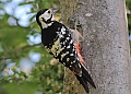 Vorschaubild Weißrückenspecht