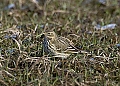 Vorschaubild Wiesenpieper