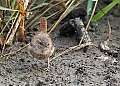 Vorschaubild Zaunkönig