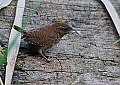 Vorschaubild Zaunkönig Vorschaubild Zaunkönig
