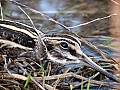 Vorschaubild Zwergschnepfe