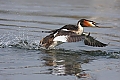 Vorschaubild Haubentaucher