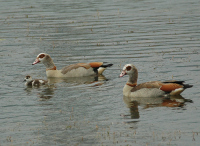 Nilgans