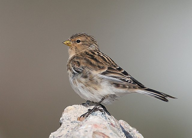 Berghänfling und Taigabirkenzeisig: Raritäten oder übersehene Wintergäste? ©