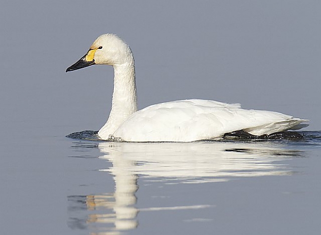 Rückgang der nordwestlichen Zwergschwan-Population ©